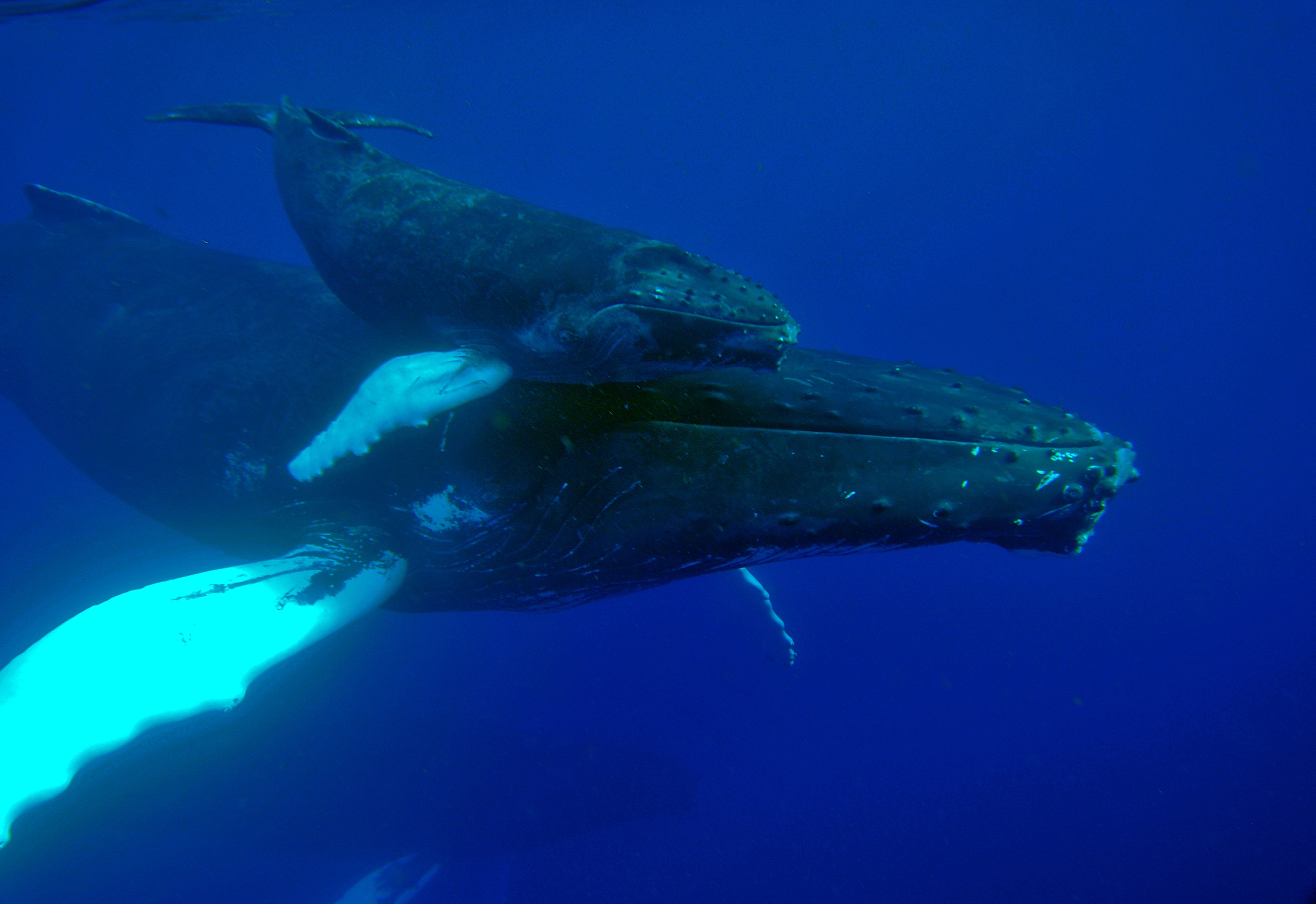 Baleine à bosse et juvenile, Sanctuaire mammifères marins Agoa