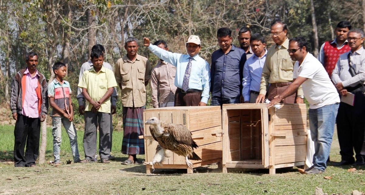 Vulture being released