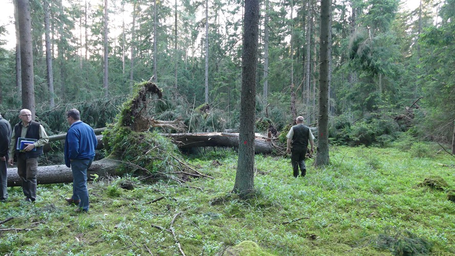 Białowieża Forest, Poland-Belarus - 2016 IUCN advisory mission