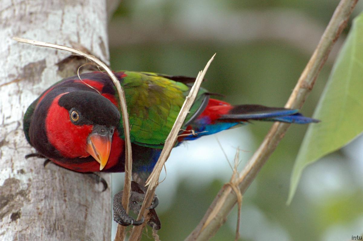 colorful parrot on limb looking at camera