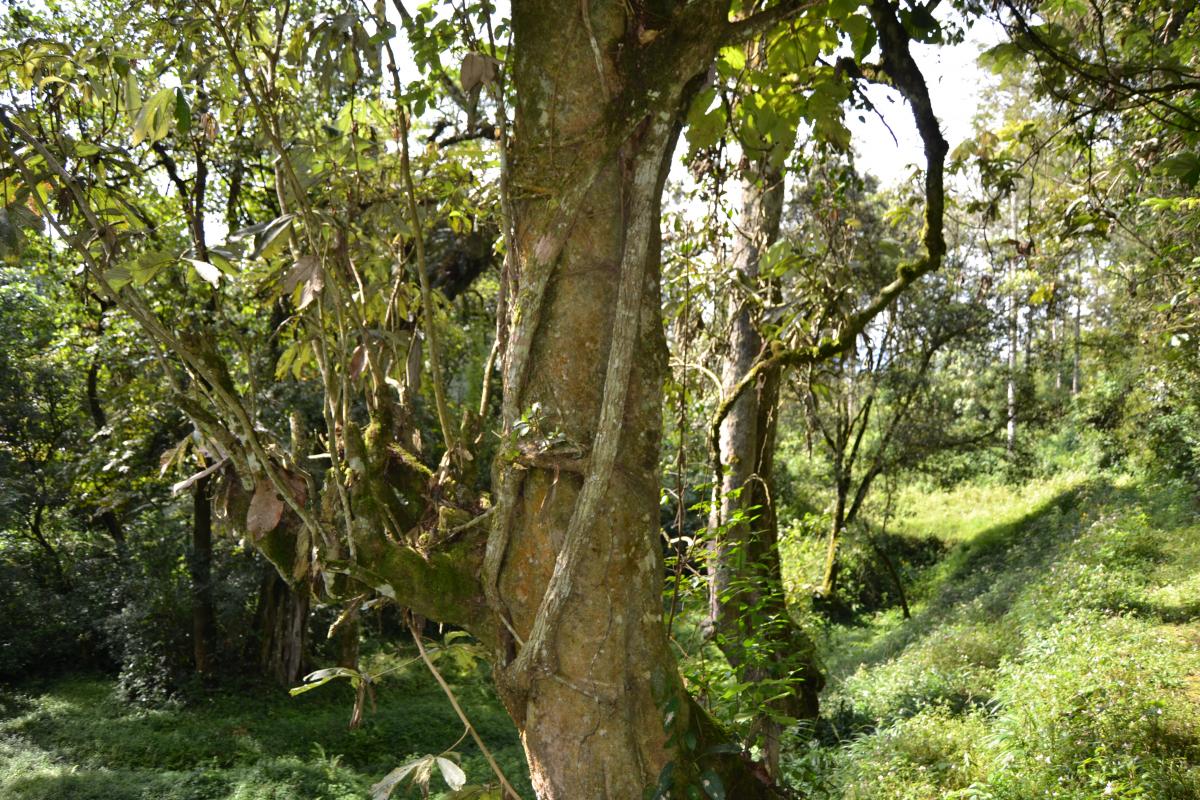 Bururi Forest Nature Reserve, Burundi