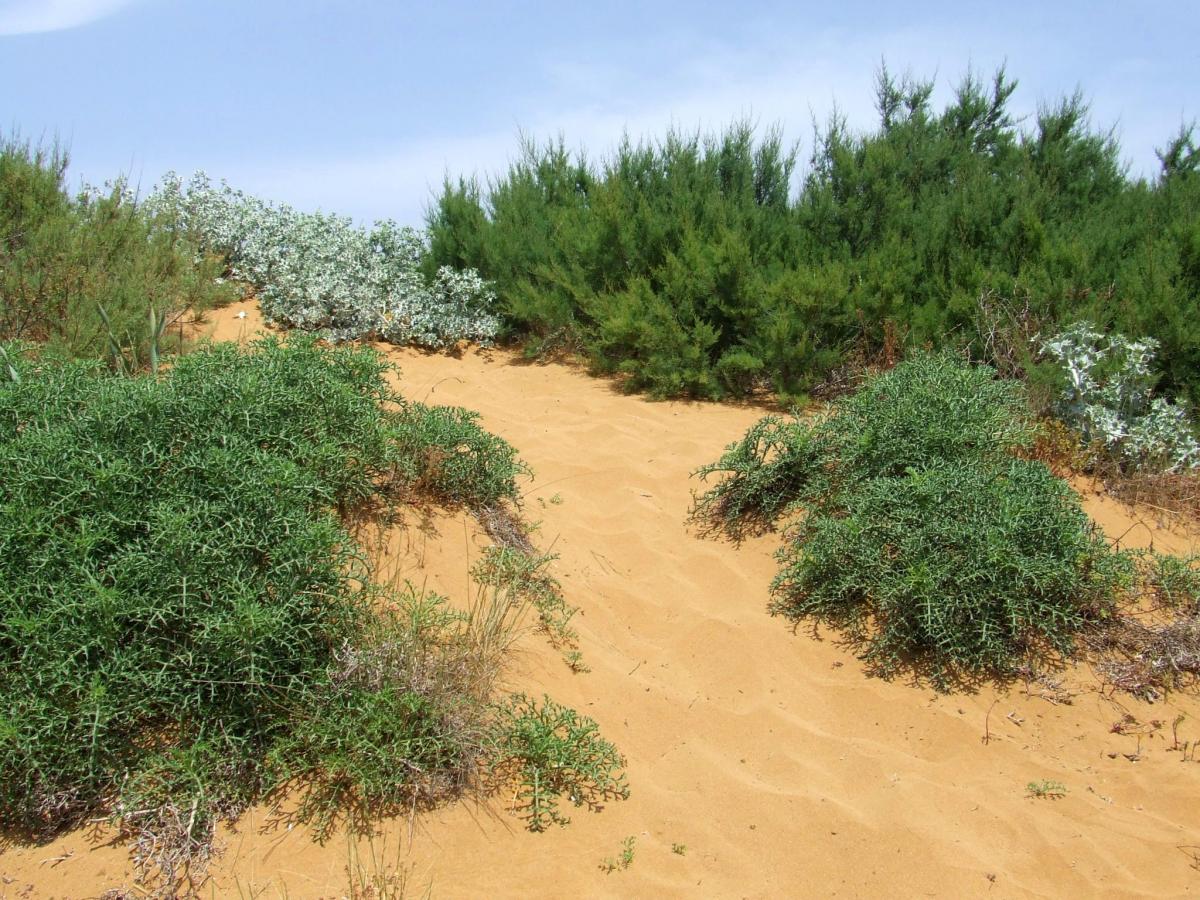 Sand dune assemblage at Ramla l-Ħamra