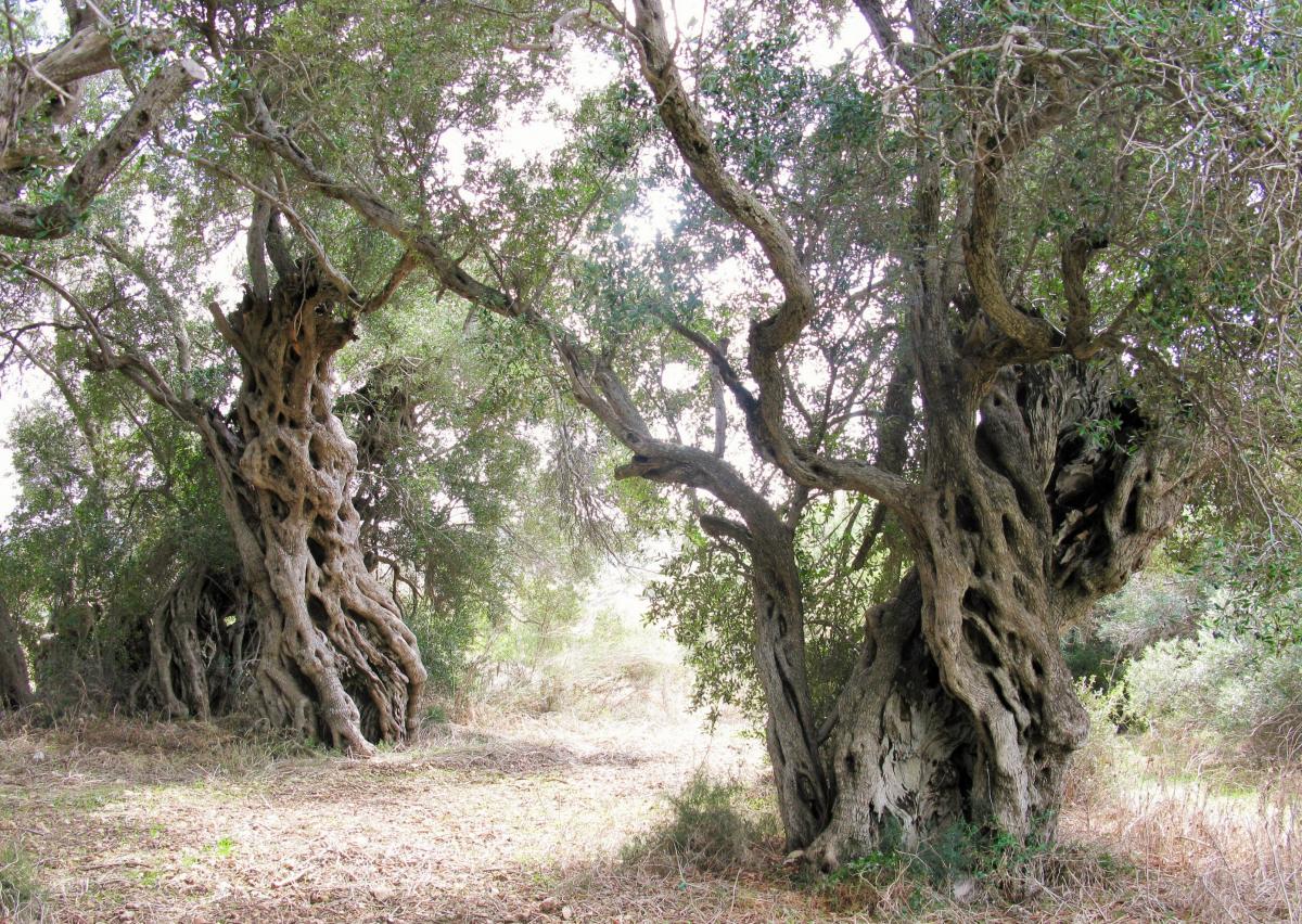 Ancient Olive Trees at Bidnija (limits of Mosta)