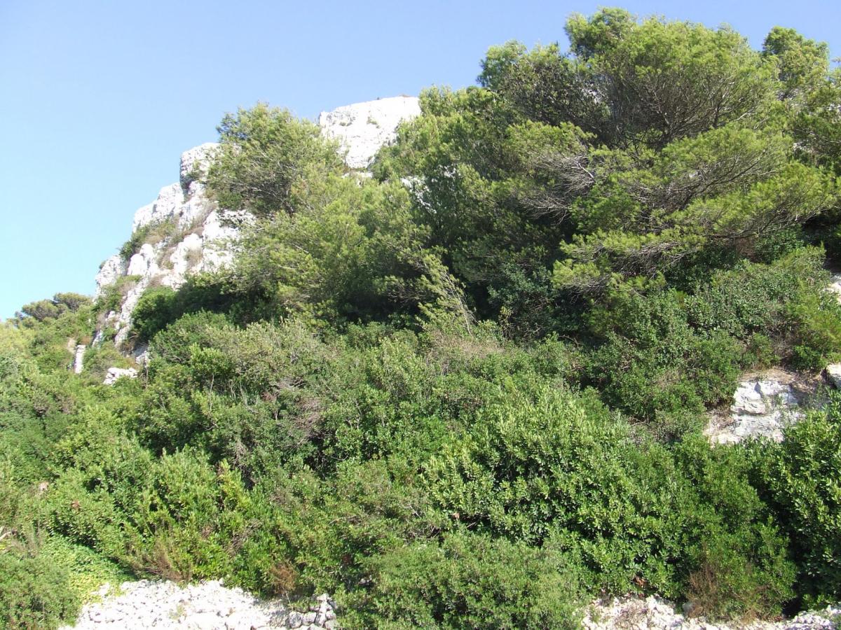 Maquis with Aleppo Pine and Bay Laurel trees at Ta' Rapa, Buskett (limits of Rabat)