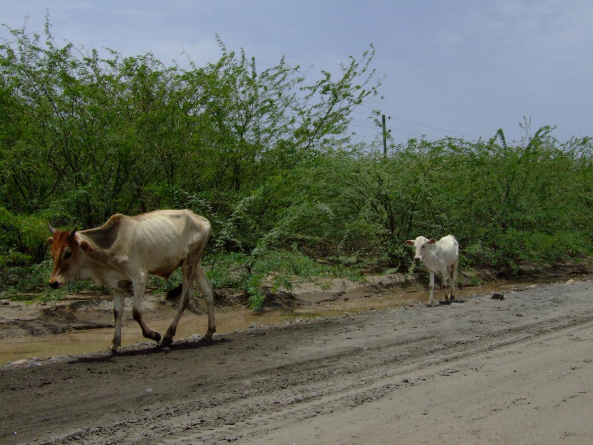 Cattle in prosopis, Afar Ethiopia 