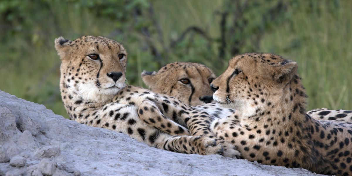Cheetah, acinonyx jubatus 