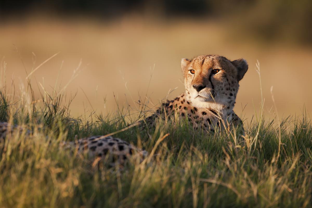Cheetah on a field (acinonyx jubatus)