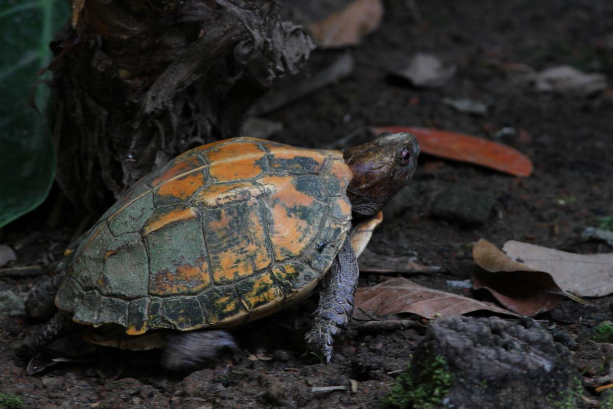 Keeled Box Turtle (Cuora mouhotii) - Critically Endangered in Bangladesh.