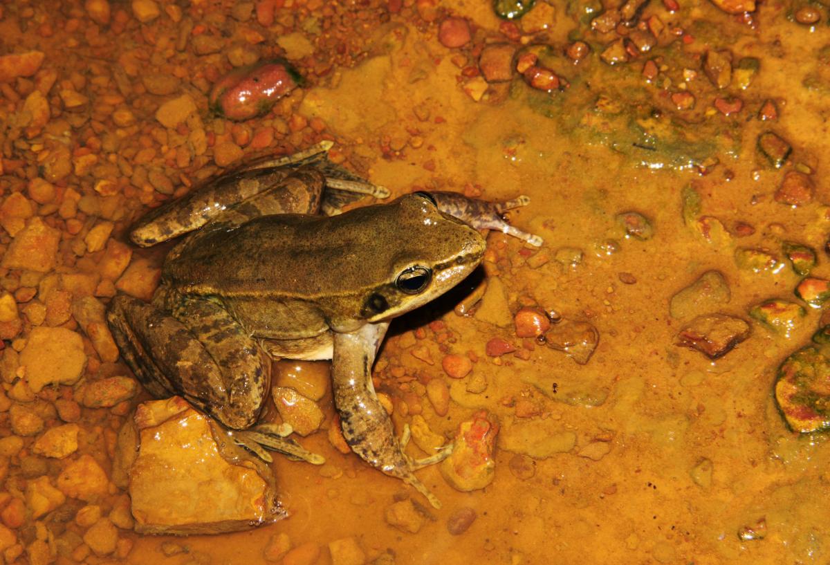 Khare's Stream Frog (Pterorana khare) - Critically Endangered in Bangladesh.