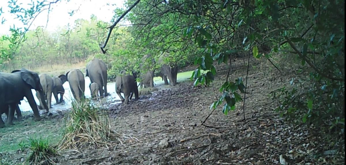 Elephants in Comoé National Park, Côte d'Ivoire