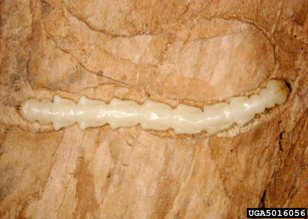 Emerald ash borer (Agrilus planipennis) larva
