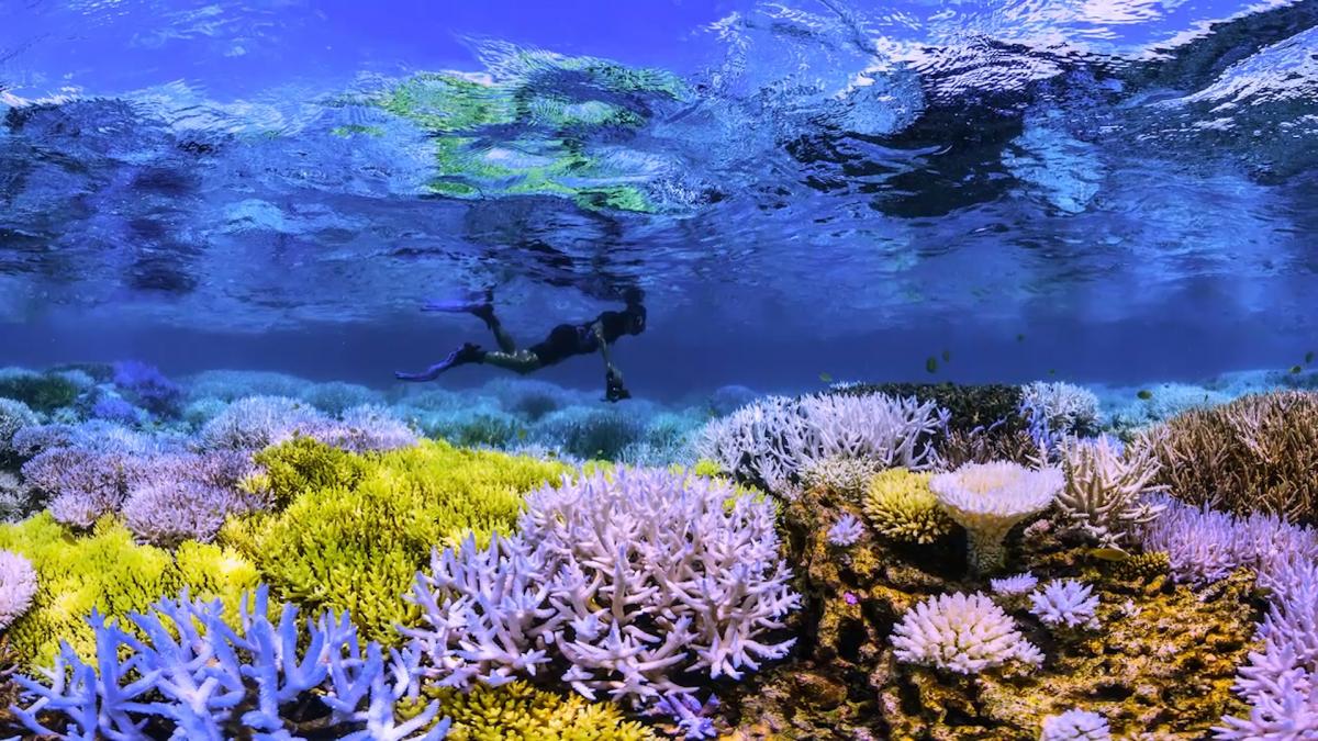 The team behind Netflix's Chasing Coral is on a mission | IUCN