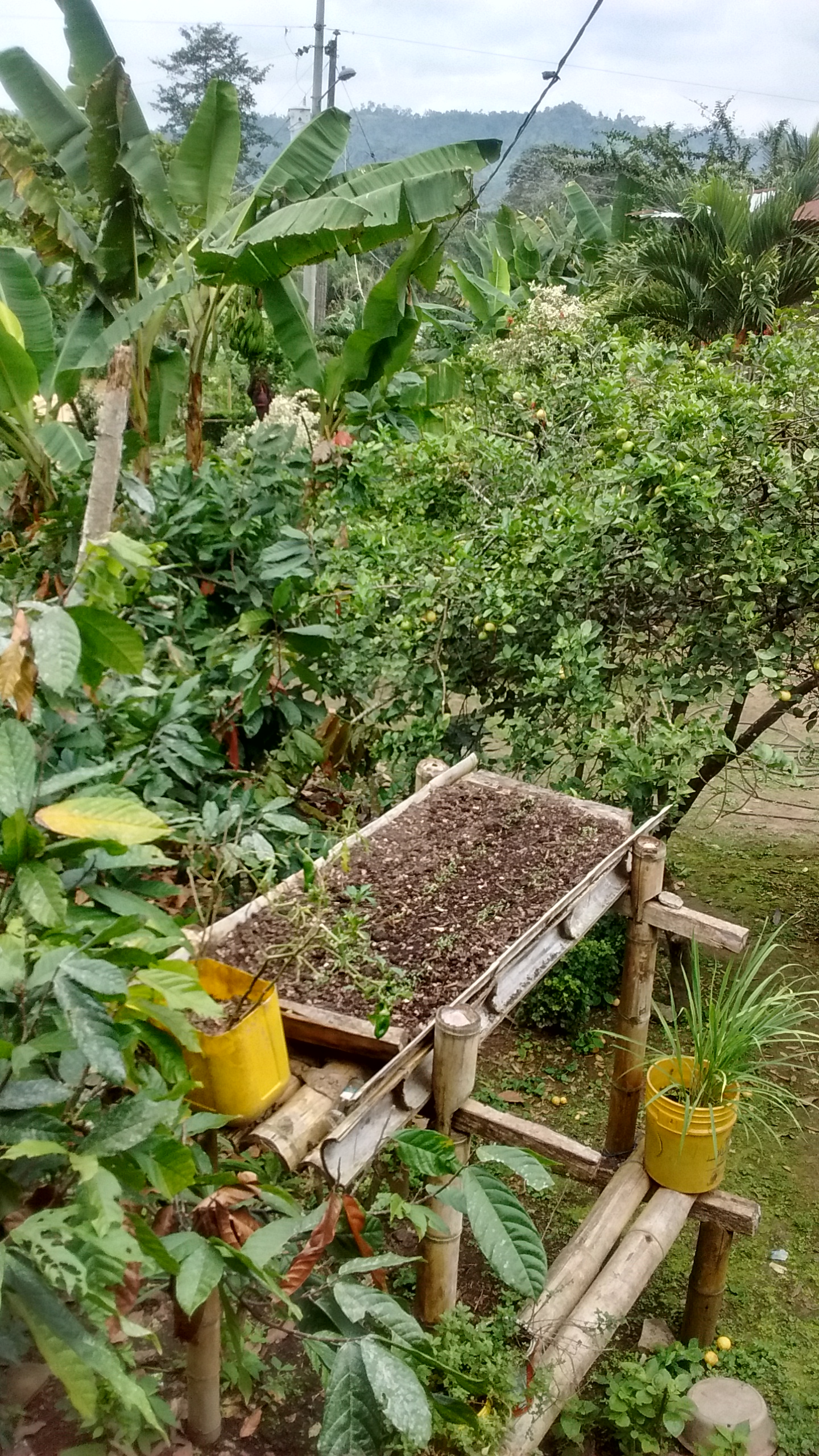 Sistemas agrobiodiversos: buenas prácticas identificadas en fincas de la comunidad La Laguna, en Honorato Vásquez.