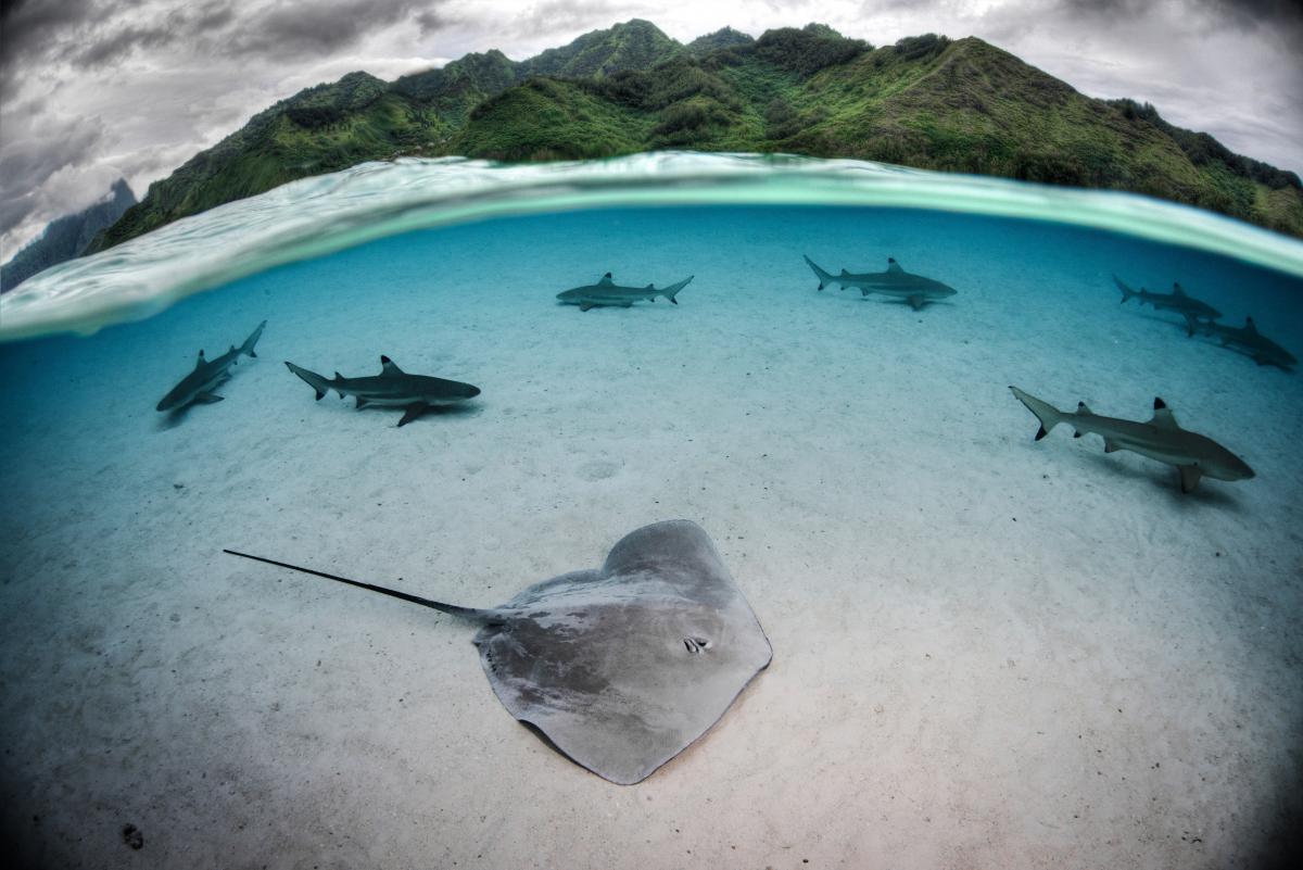 Sharks and rays, French Polynesia