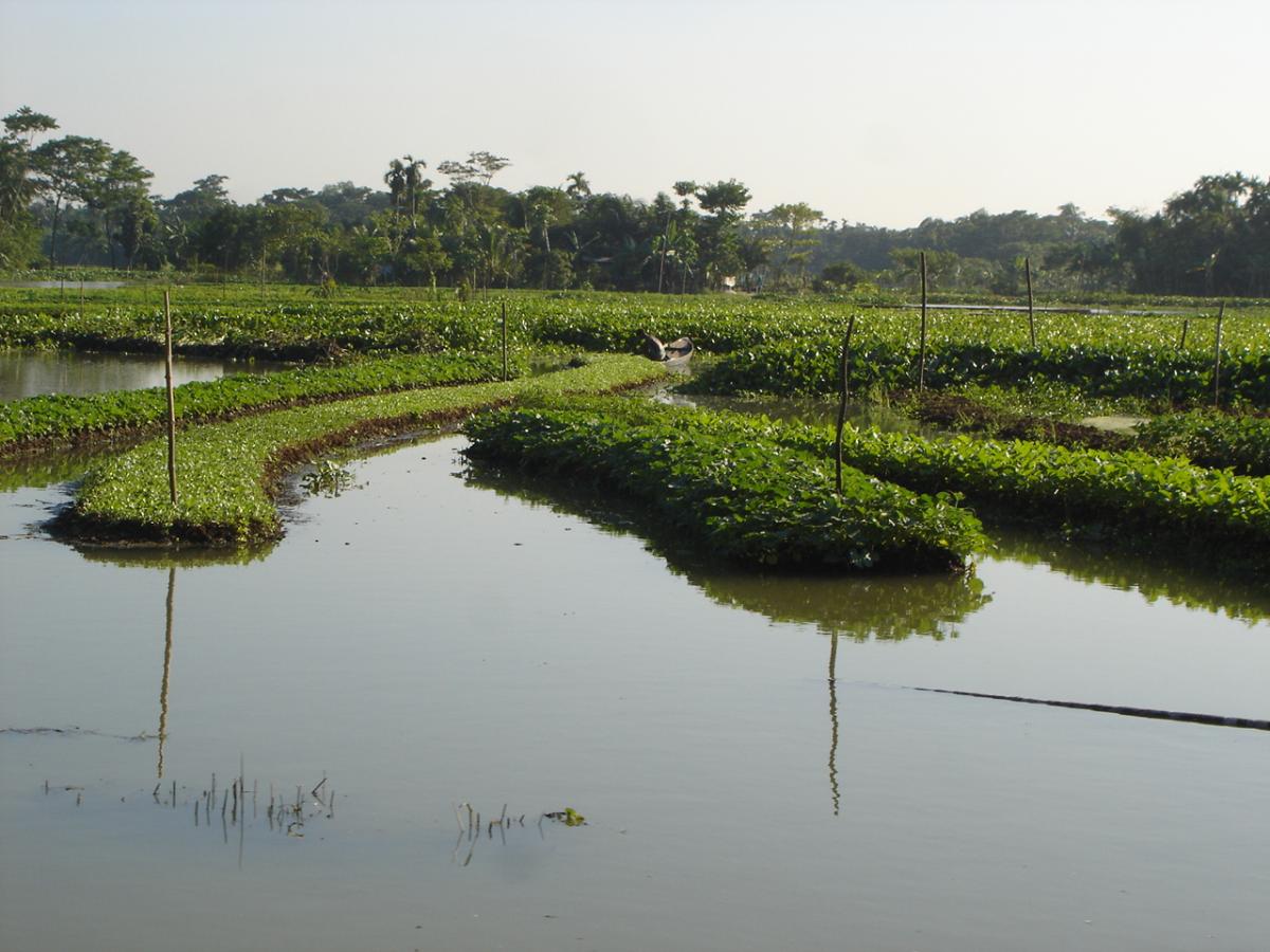 Floating gardening is widely considered as a climate change adaptation option, Banaripara, Bangladesh, 16 Oct 2008.