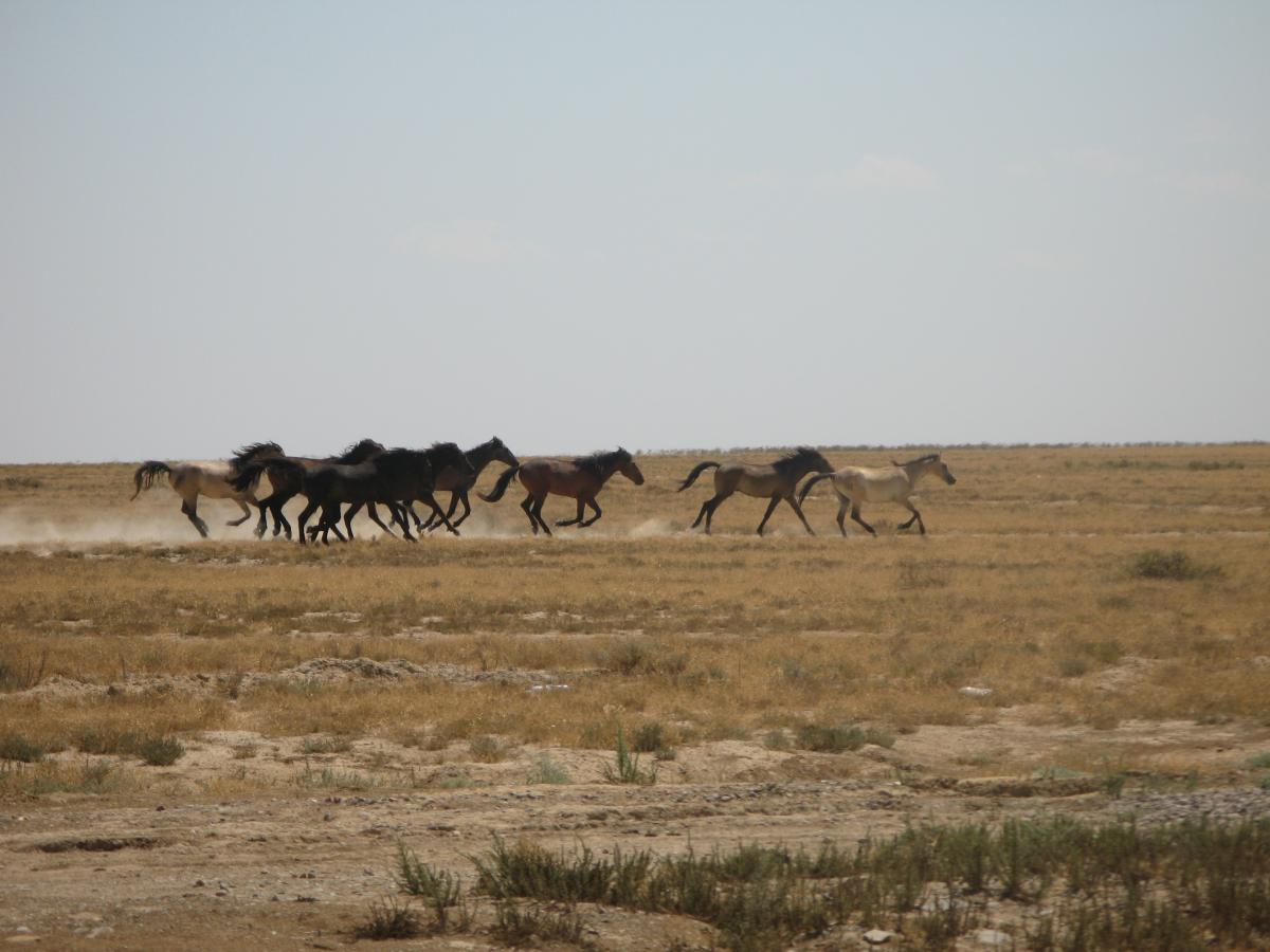 Horses, Mongolia
