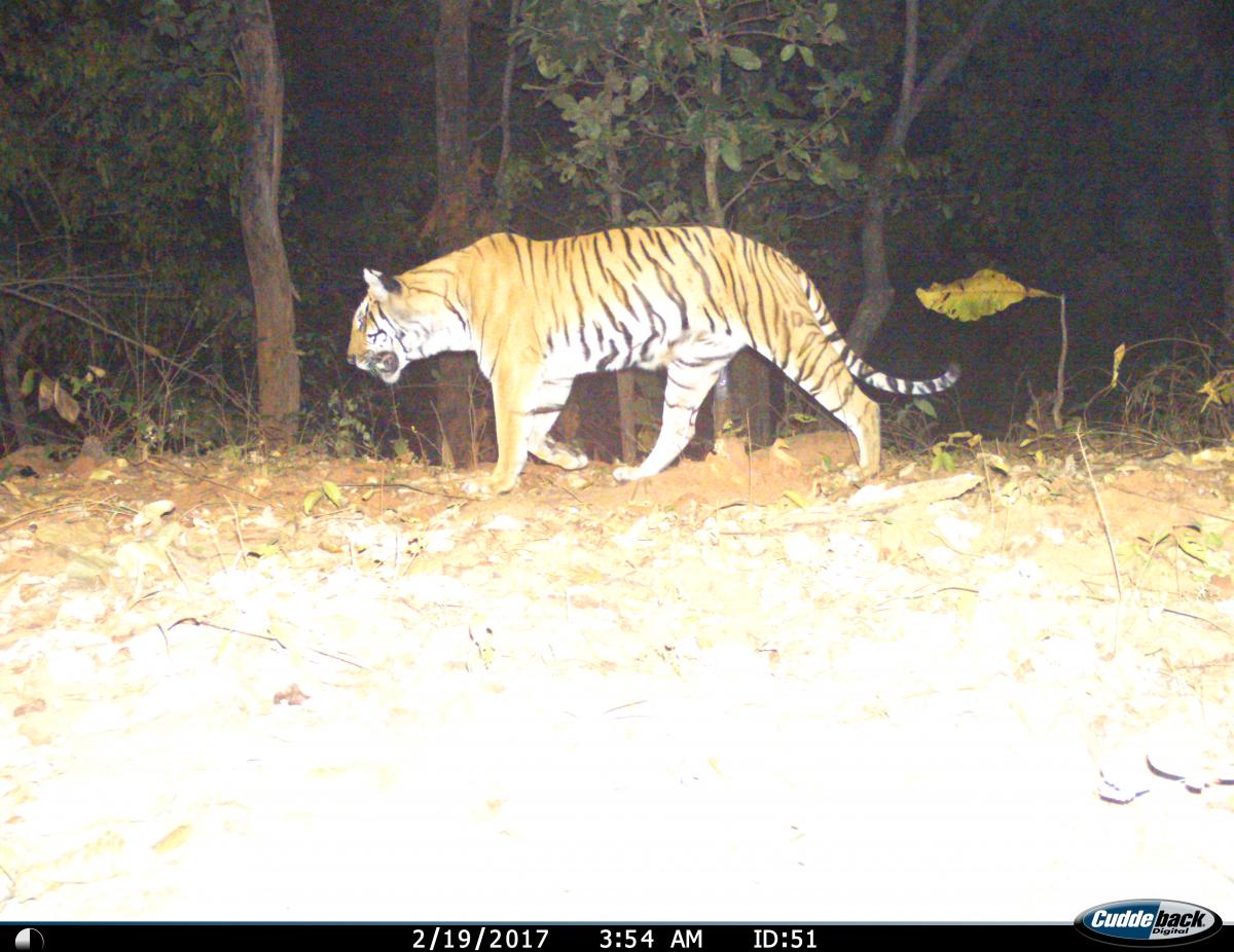 Tiger spotted on camera trap using the corridor route - WWF Nepal