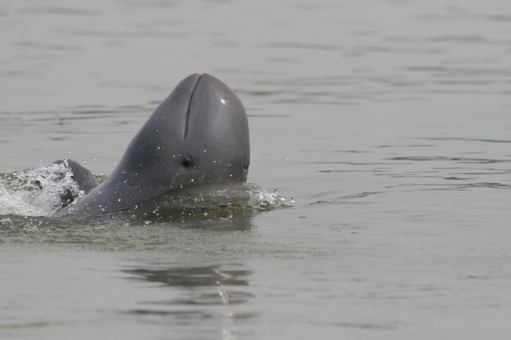 Irrawaddy Dolphin (Orcaella brevirostris)
