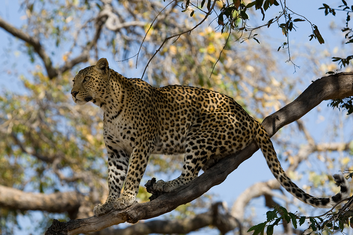 Leopard (panthera pardus) 