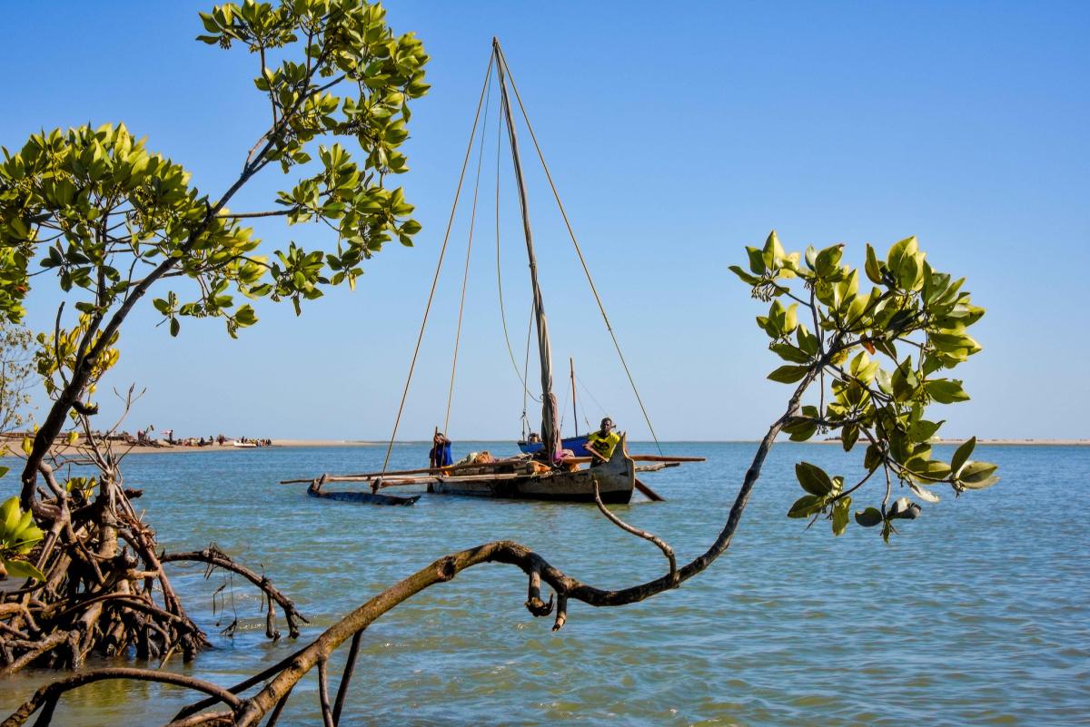 Fishers, mangrove