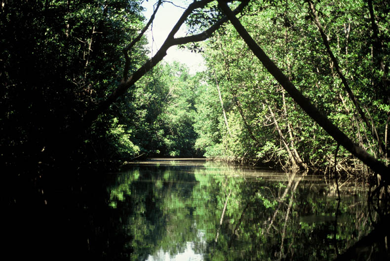 Mangroves in Térraba Sierpe, Costa Rica