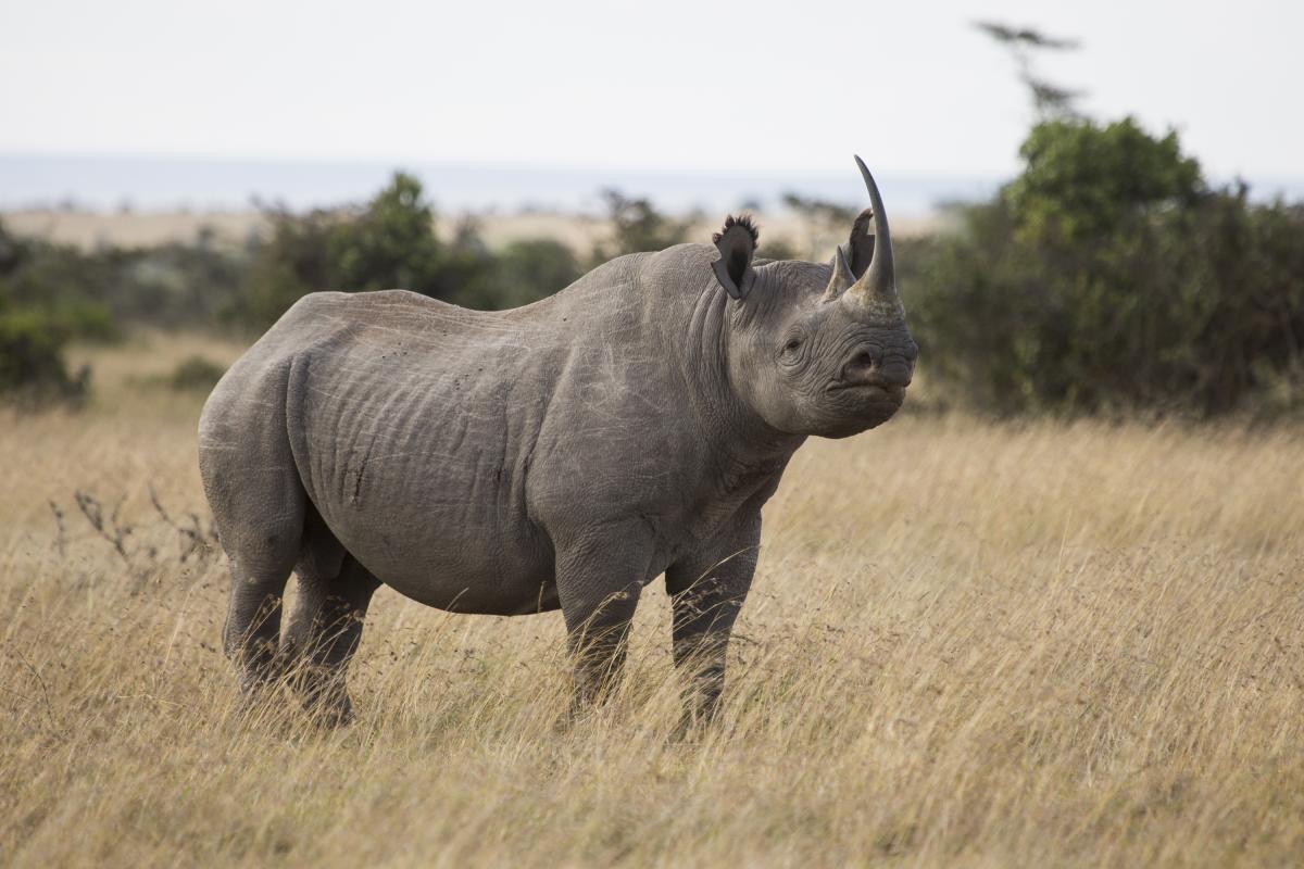 Ol Pejeta is the biggest black rhino sanctuary in Eastern Africa with 115 black rhinos.