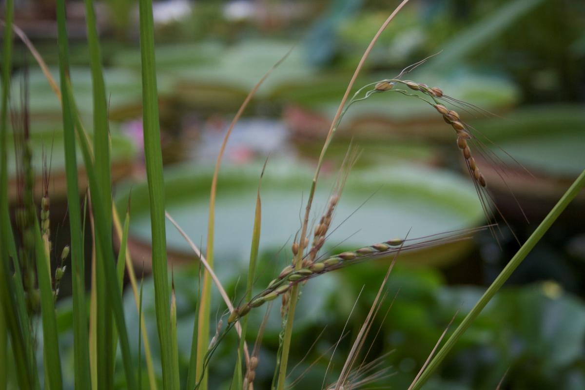 Wild Rice: Oryza rufipogon