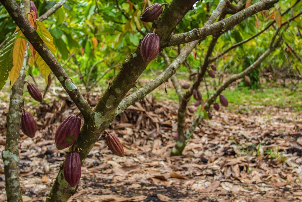 Panel de Cacao en Ecoregión Lachuá, Alta Verapaz, Guatemala