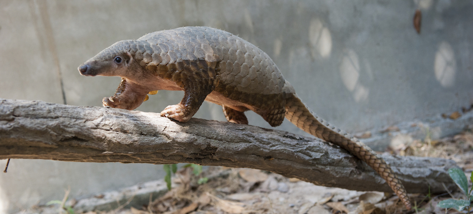 A Critically Endangered Sunda pangonlin (Manis javanica)​ at a rehabilitation center in Cambodia. In certain parts of Asia, the pangolin's flesh is considered a delicacy and its scales are sought after for traditional medicine. 