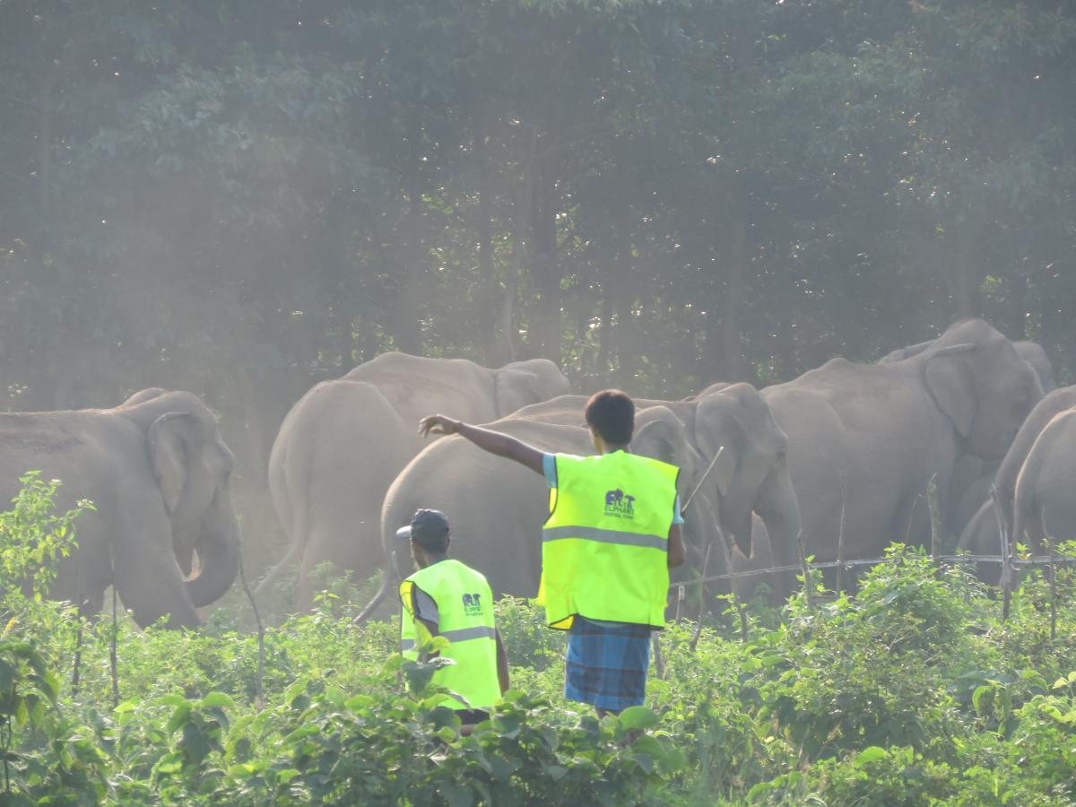 Elephant Response Team members chase away attacking elephants in Sherpur, Bangladesh 