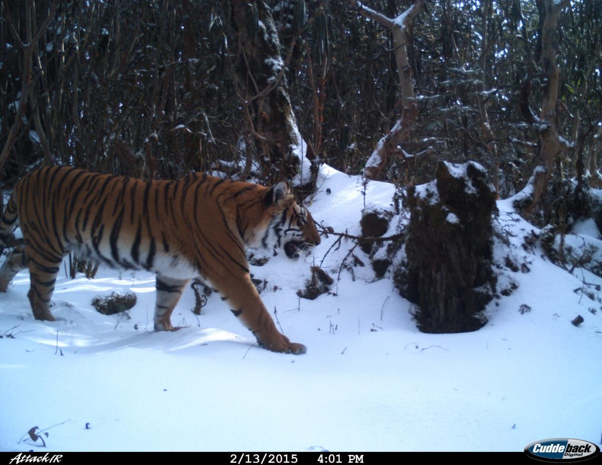 Tiger in the Bhutanese mountains - DoFPS Bhutan