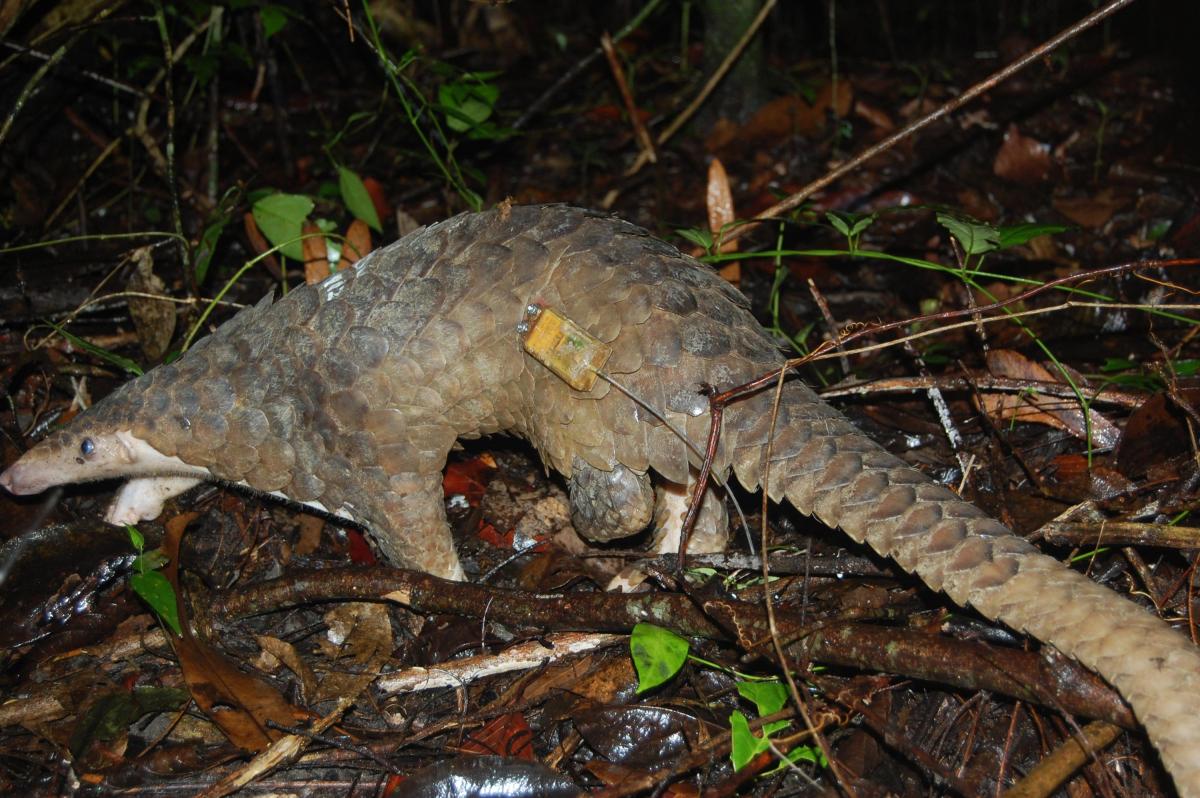 A pangolin with a yellow transmitter on its side walks through the undergrowth