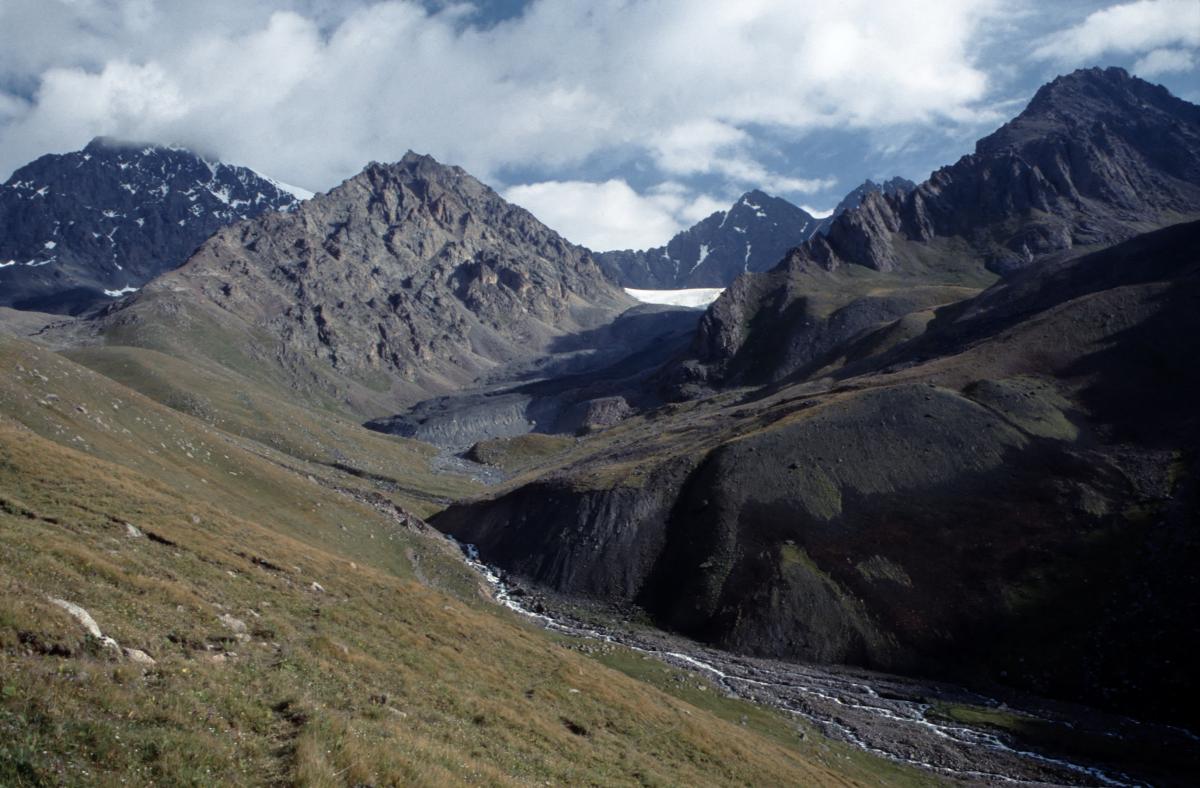 Alpine nival Kyrgyzstan
