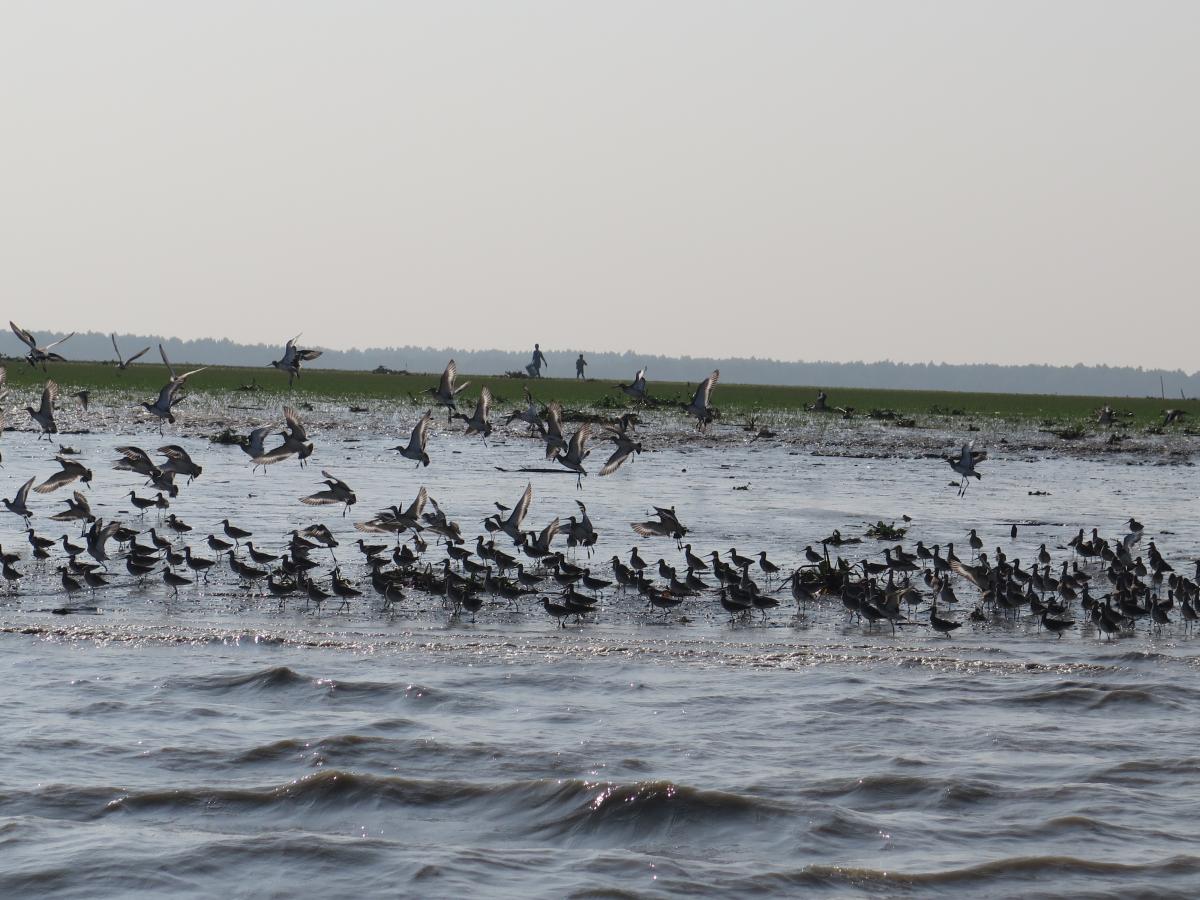 Flock of birds 