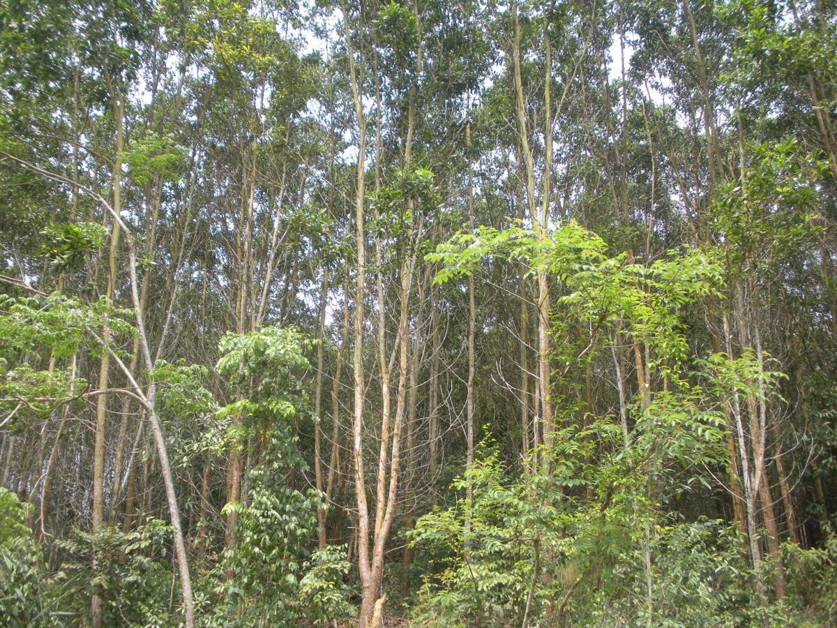 a plantation forest in Bac Kan