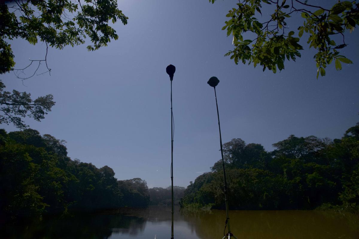 24-hour recording in riverbank forest - Yasunì, Ecuador 