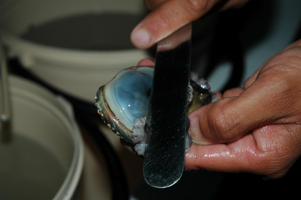 Abalone culture in Chile