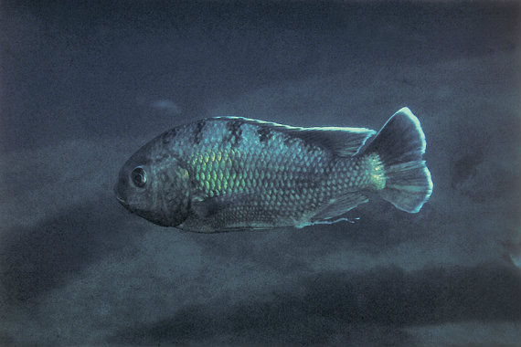 Chambo (Oreochromis lidole)