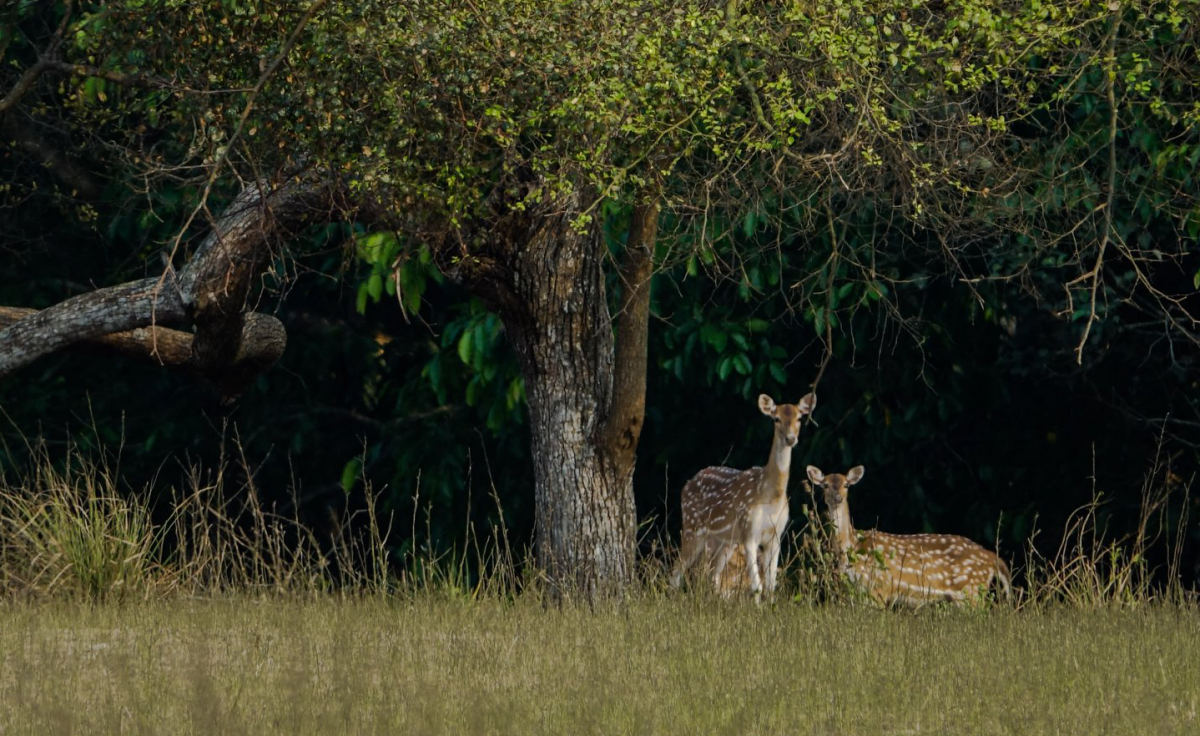 Two deer standing in brown grass under a tree look at the photographer