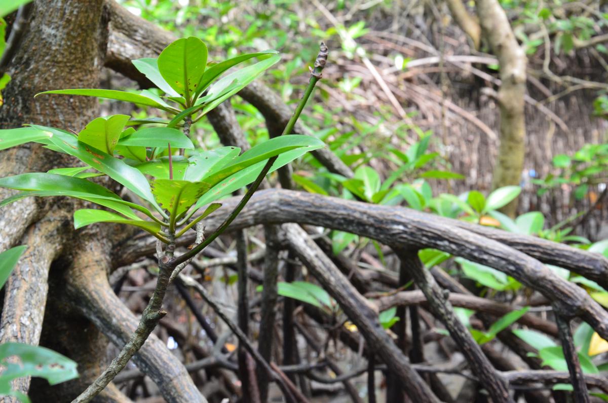 A mangrove branch and mangrove roots in the background