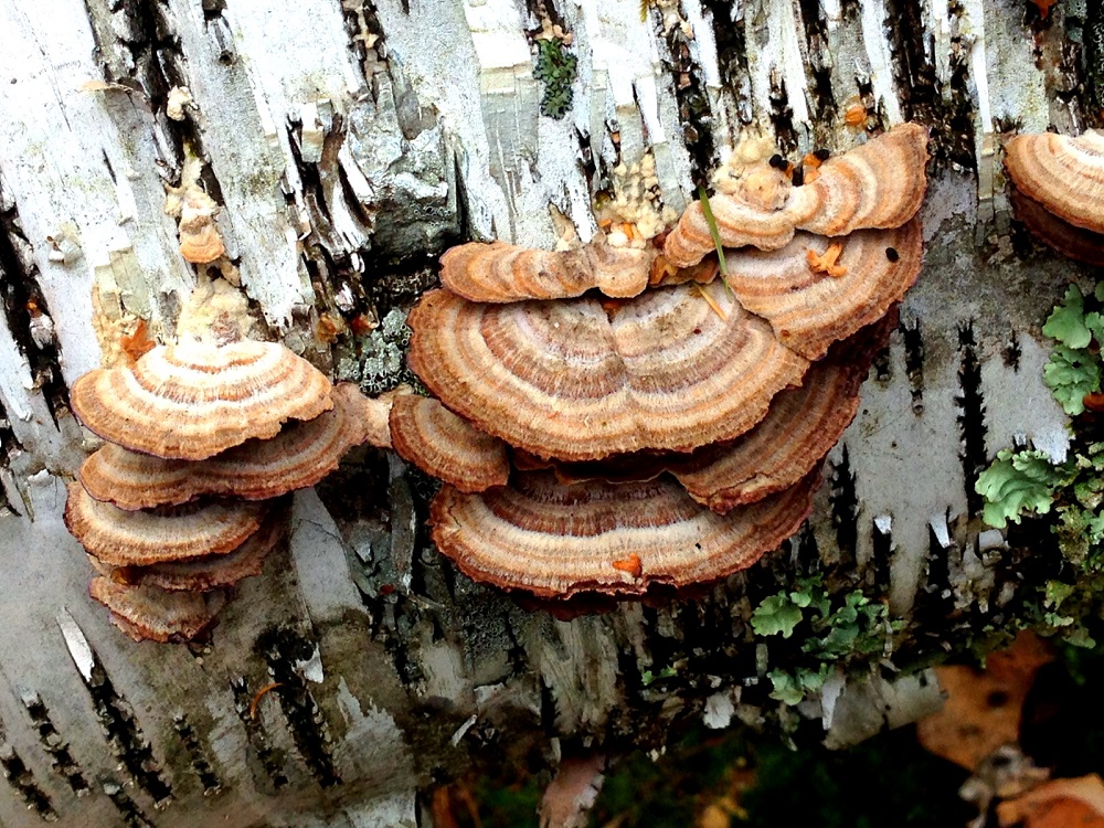 Fungus in Ussuri Forest