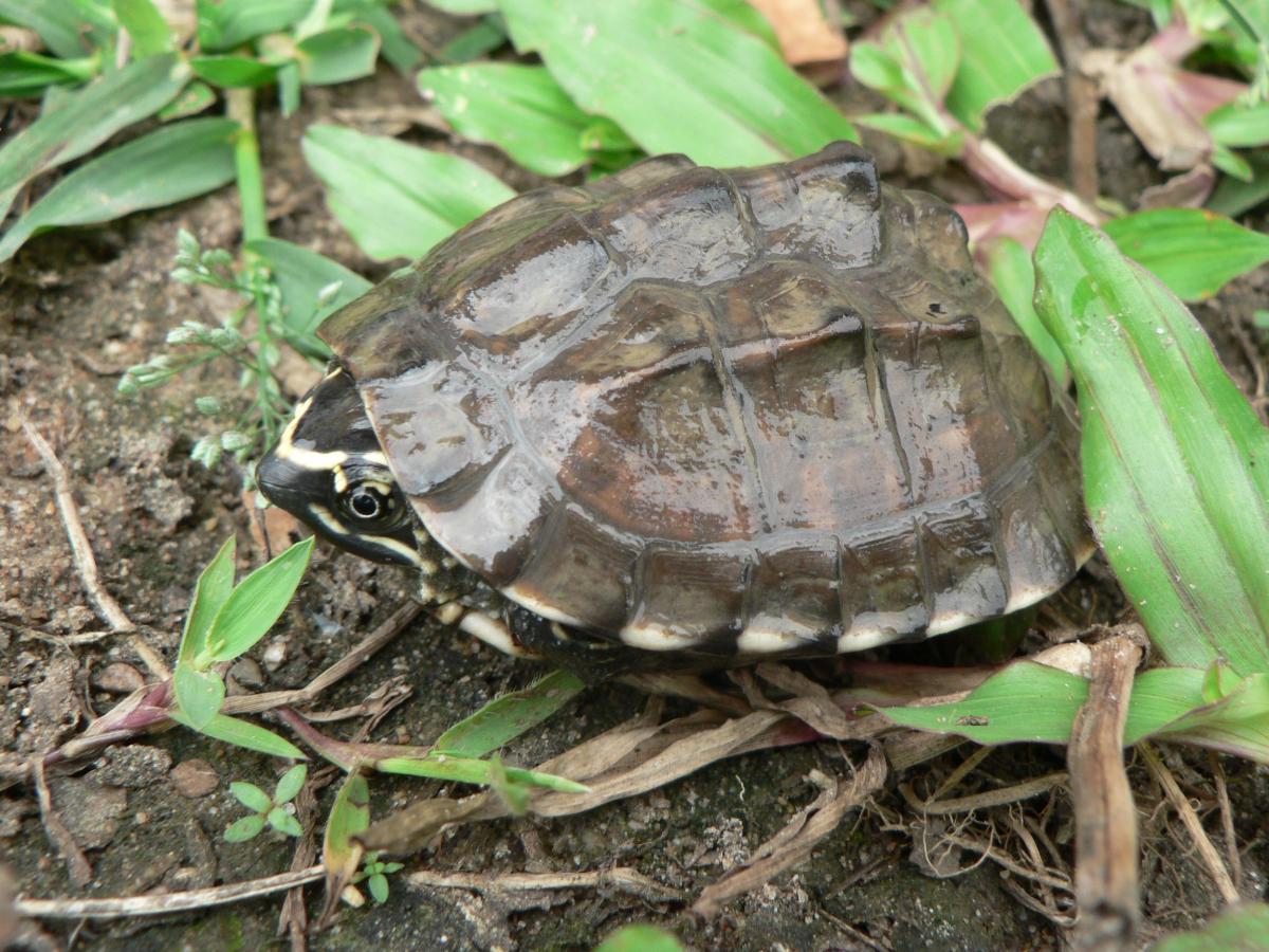 turtle, biodiversity 