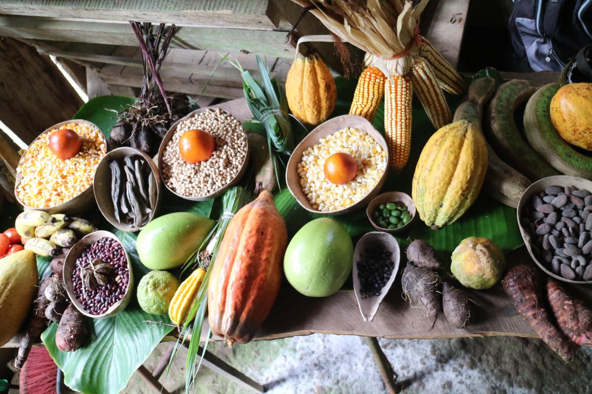 En la cuenca del río Sixaola se siembran una diversidad de cultivos como café, árboles frutales, banano, tiquizque, ñampí, cacao, manzanas, guabas y una gran variedad de cultivos.