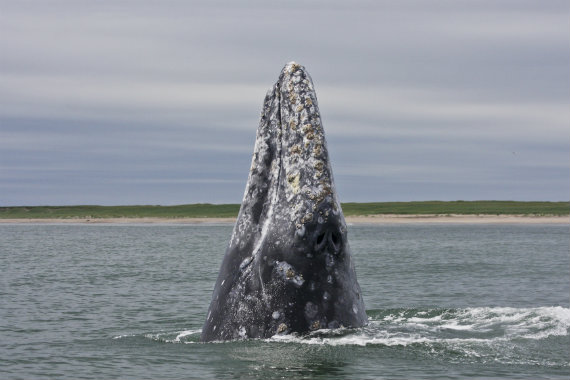Western Gray Whale