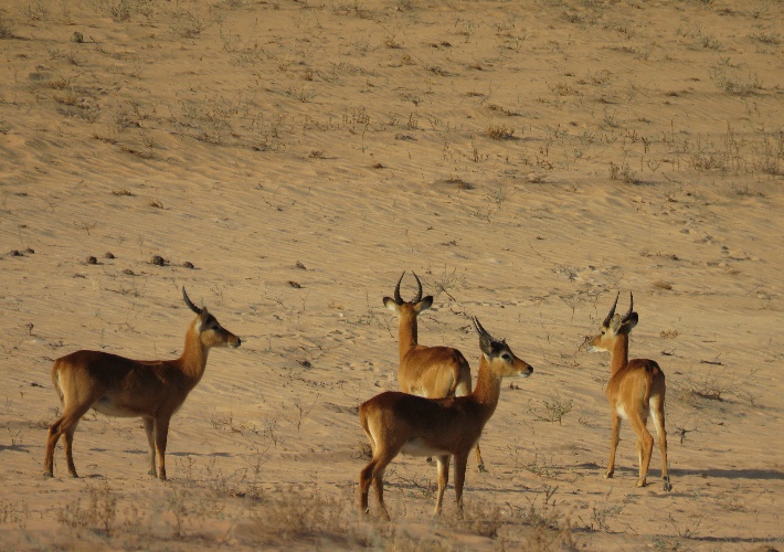 Wildlife in Nsumbu National Park, Zambia
