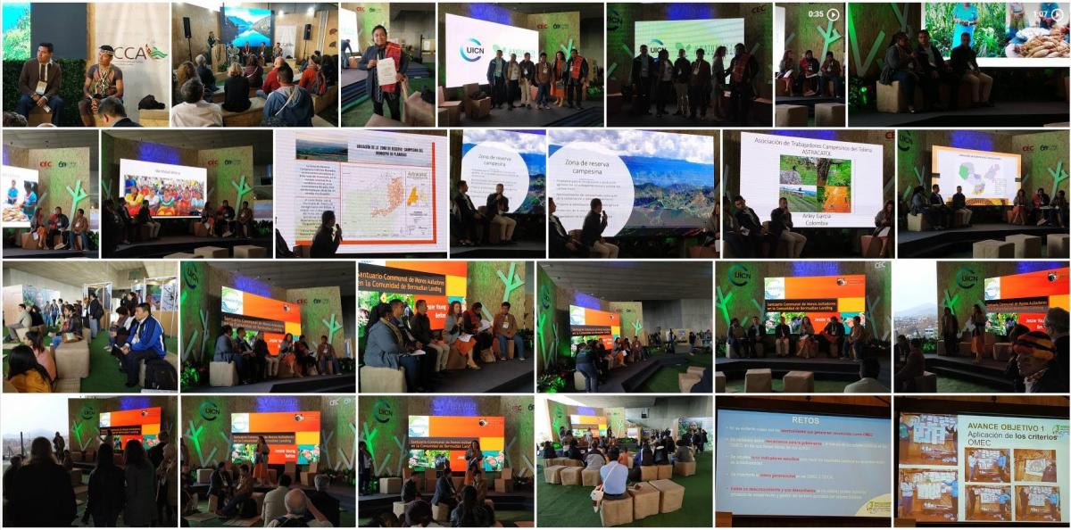Collage of events at CAPLAC involving Indigenous and Community-Conserved Territories and Areas