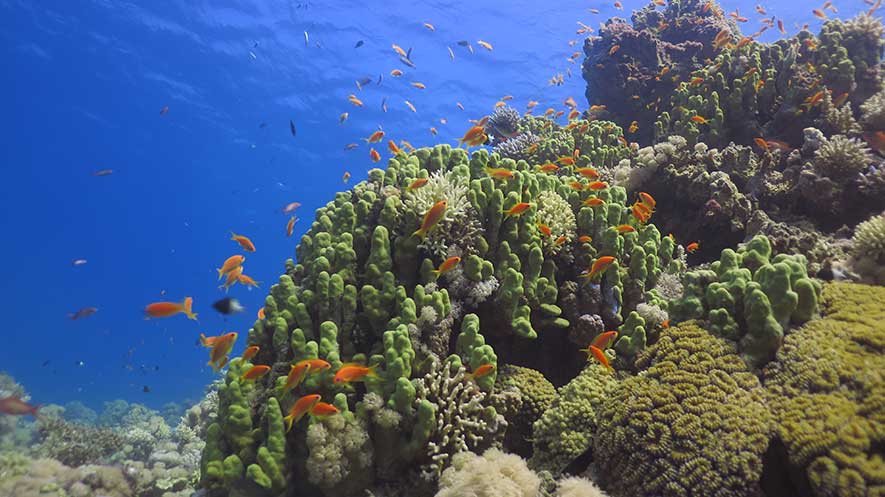 Aqaba corals in Saudi Arabia