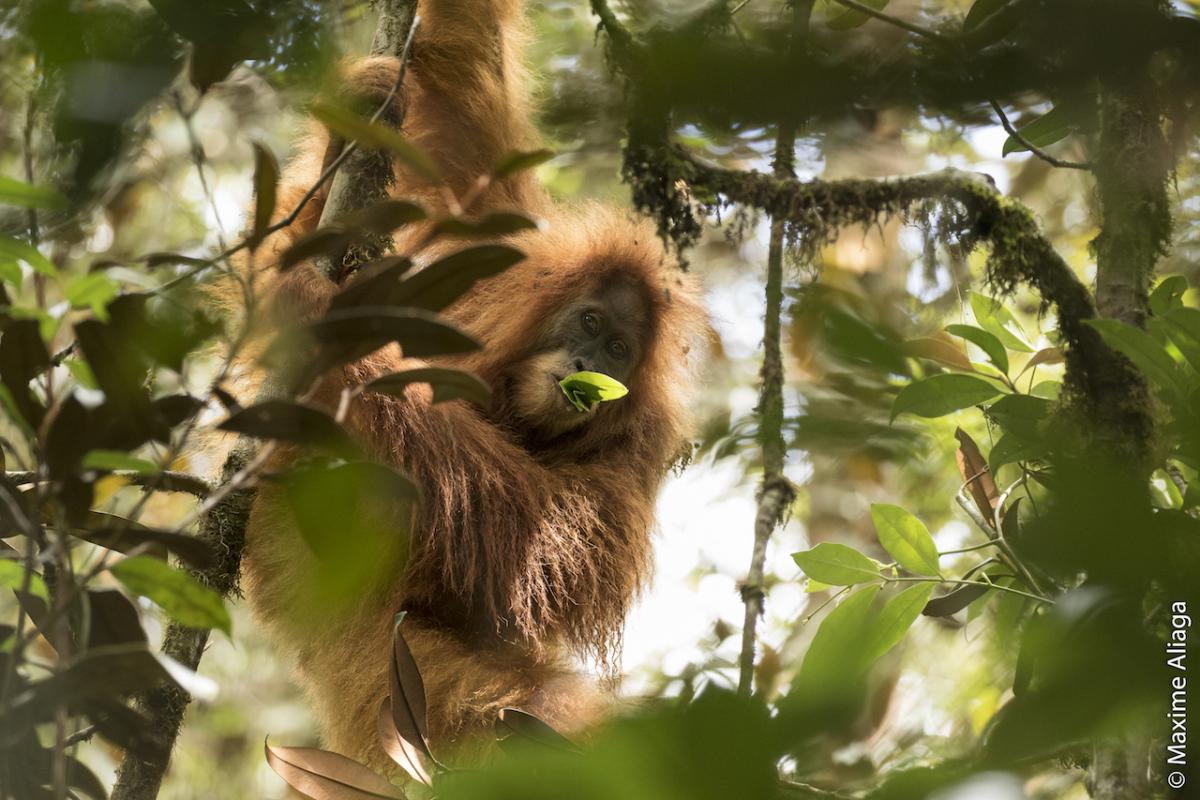 Female Tapanuli orangutan