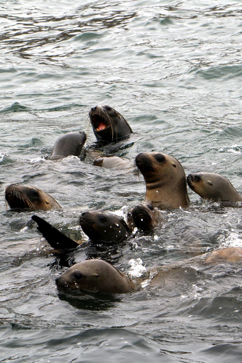 Sea Lions in the Islas Palomina, near Lima, Peru
