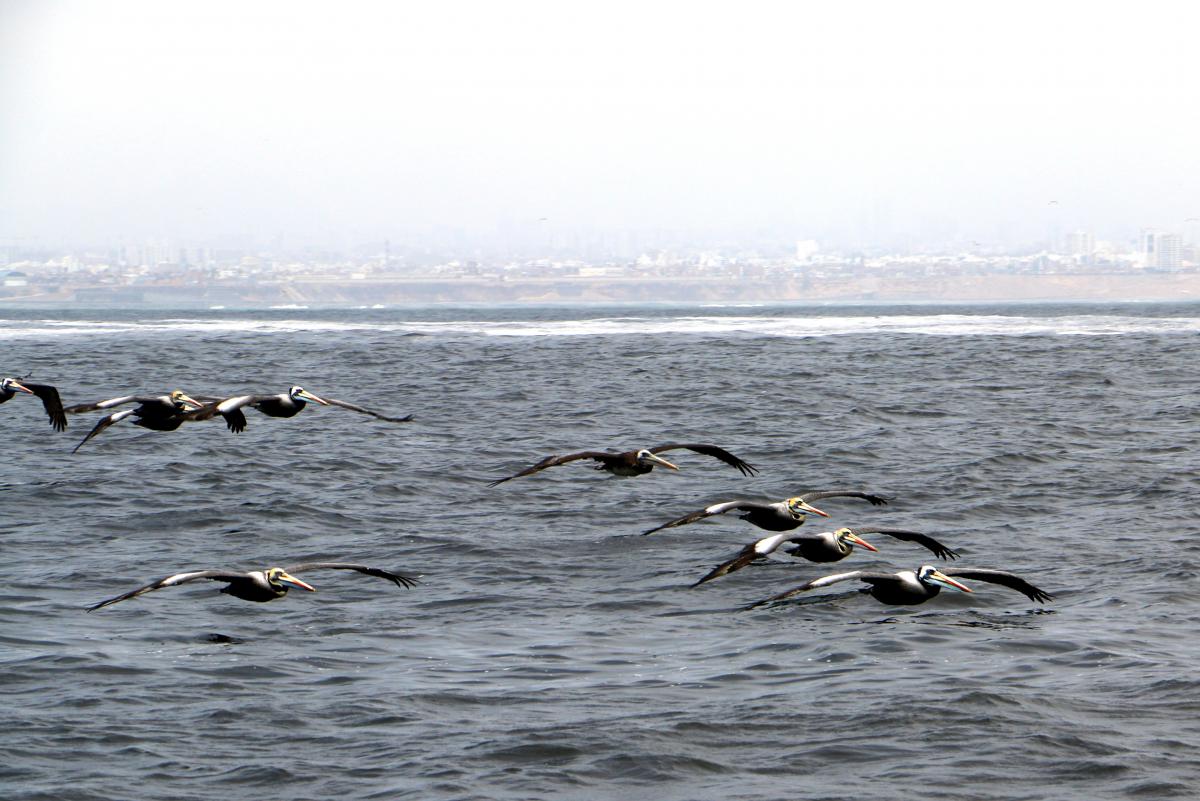Pelicans with Lima, in the background, flying near the Islas Palomina, Peru